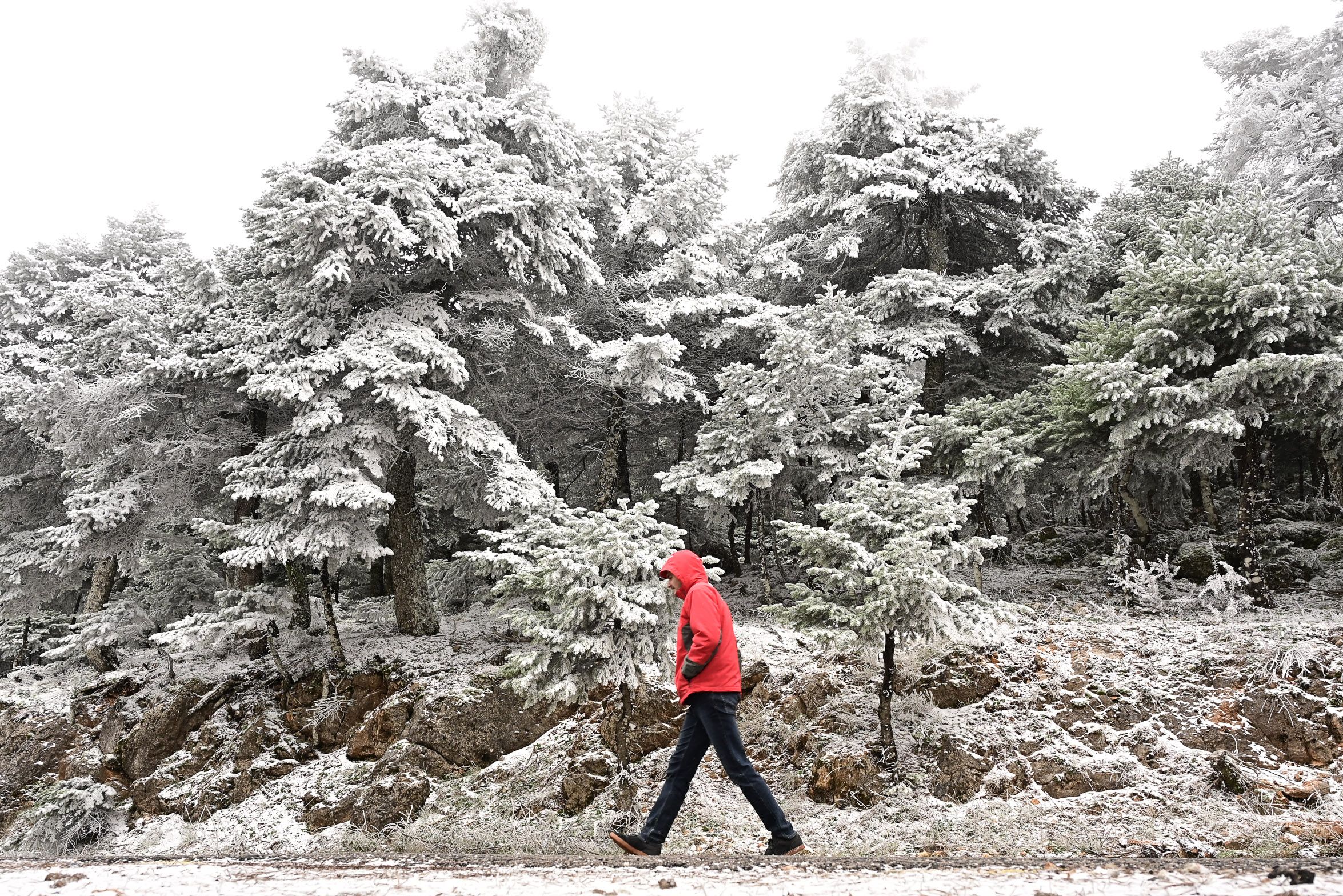Η Πάρνηθα ντυμένη στα λευκά από την πρώτη χιονόπτωση της νέας χρονιάς.-8.jpg